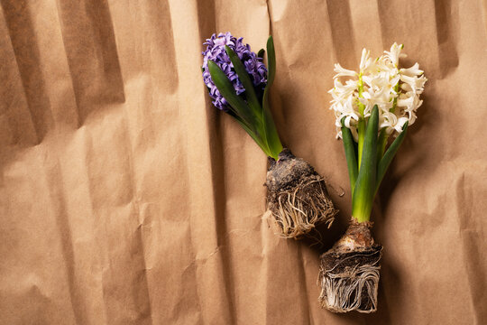 Spring, gardening and growth concept with hyacinth with roots and tools on brown craft paper background