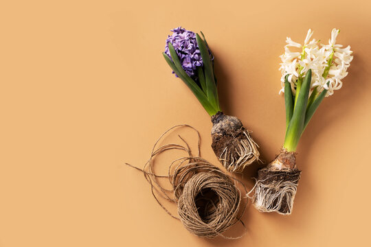 Spring, gardening and growth concept with hyacinth with roots and tools on brown graft paper background
