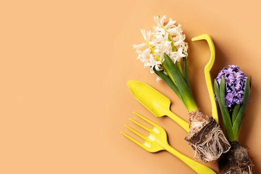 Spring, gardening and growth concept with hyacinth with roots and tools on beige paper background