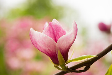 Obraz premium Beautiful Pink magnolia blooming in the spring garden. Blooming magnolia flower close up with soft bokeh.