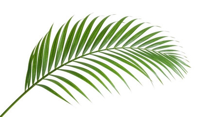 Obraz premium A vibrant green palm leaf against a stark black background highlighting its delicate and intricate structure