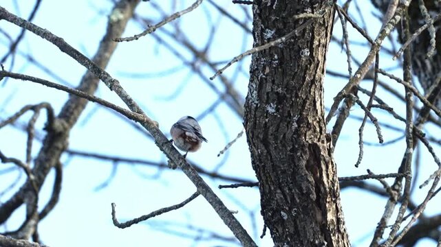 A small nuthatch bird hops from a tree trunk to a nearby branch in a serene forest setting before flying away. Captured in natural light, this short wildlife clip showcases the bird&rsquo;s agile movements.