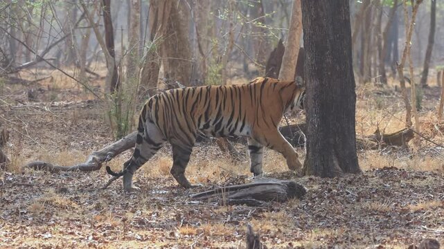 Bengal Tiger Scent Marking Territory on Tree