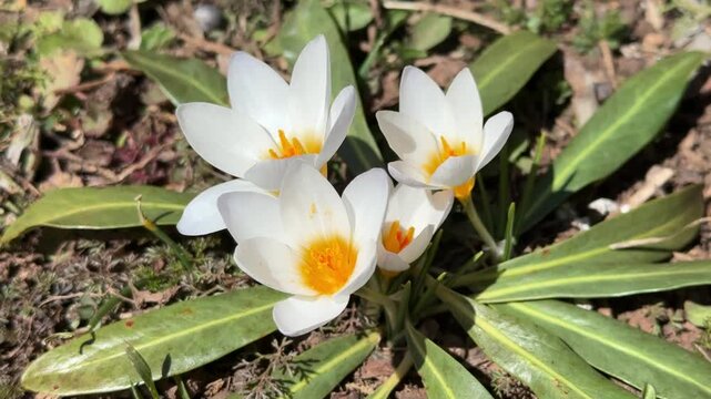 White crocuses, a miracle of nature and a harbinger of early spring.