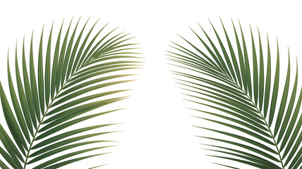 Fototapeta premium Palm fronds in dark background