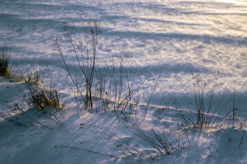 Krajobraz kompozycja zimowa sceneria trawy śnieżny puch, zawieja śnieżna. © Monika