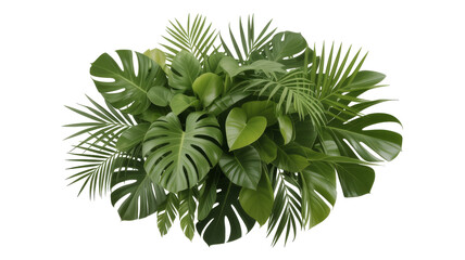 Fototapeta premium Lush tropical foliage with diverse leaf shapes and sizes