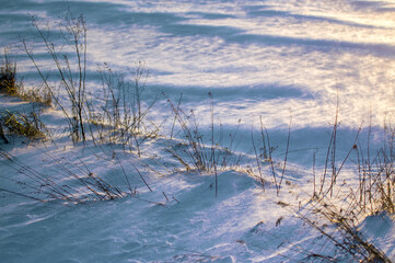 Krajobraz kompozycja zimowa sceneria trawy śnieżny puch, zawieja śnieżna.   © Monika