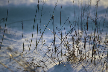 Krajobraz kompozycja zimowa sceneria trawy śnieżny puch, zawieja śnieżna.   © Monika