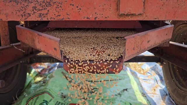 An orange wheat threshing machine in action, with golden grains pouring from a metal chute onto a green tarp below. This close-up captures the essential harvest process in a rustic, agricultural setti