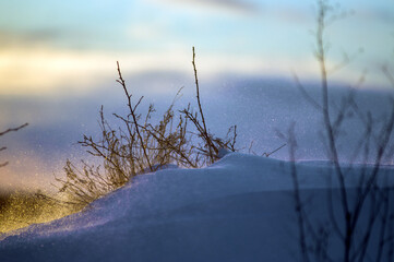 Krajobraz zimowy, śnieżyca powodująca w świetle słońca złoty pył. © Monika