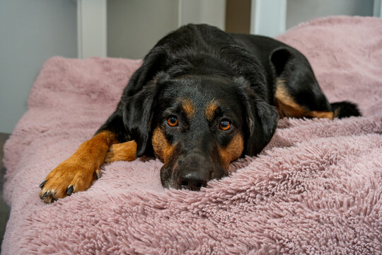 portrait of a mongrel dog with dark fur