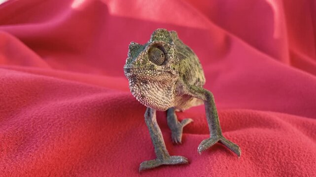 A close-up macro video of a green chameleon slowly moving across a red polar blanket, scanning its surroundings with curious eyes.