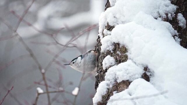 A small nuthatch bird moves energetically along a snow-covered tree trunk, its body swaying side to side as it climbs and hops upward. The bird eventually turns and disappears behind the trunk. 