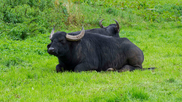 (Bubalus bubalis) Buffles m&eacute;diterran&eacute;ens italien ou buffles d'eau italien, bovin de grande taille, au pelage noir et grande cornes, couch&eacute;s dans l'herbe d'une prairie en Haute Bavi&egrave;re en Allemagne
