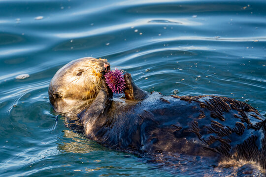 Sea Otter (Enhydra lutris) Eating Purple Sea Urchin While Floating in Ocean Water in Monterey, California