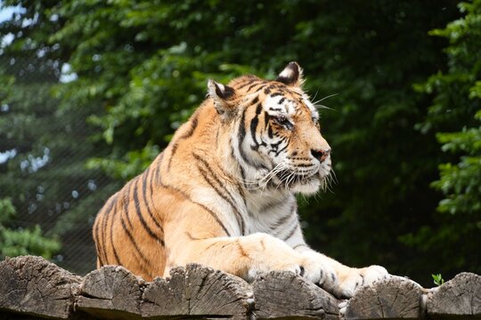 Travel romania transilvania targu mures tiger resting on wooden platform observing surroundings