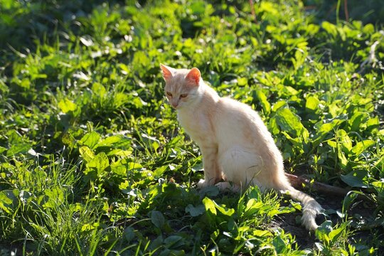Travel romania transilvania targu mures orange cat sitting on green grass during sunset