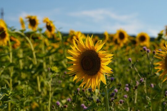 Travel romania transilvania targu mures sunflower field in transilvania under blue sky