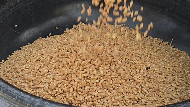 Manual cleaning of threshed wheat: hands pick through falling golden seeds to remove chaff and debris. This traditional method ensures grain purity and high quality through careful winnowing from tub.