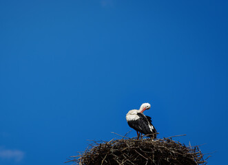 Stork in a nest against a blue sky