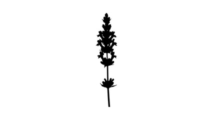 Obraz premium Lavender flower silhouette on white background for natural design