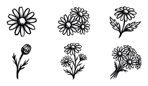 Set of hand-drawn black ink daisy illustrations in a simple, minimalist sketch style showing various floral elements like a single flower, a bud, and a bouquet