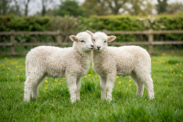 Two fluffy white lambs standing side by side in green grassy field during spring