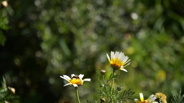 Telephoto close-up of a bee visiting a white daisy flower while the plants sway gently in the wind. Natural spring pollination scene with shallow depth of field and green background.