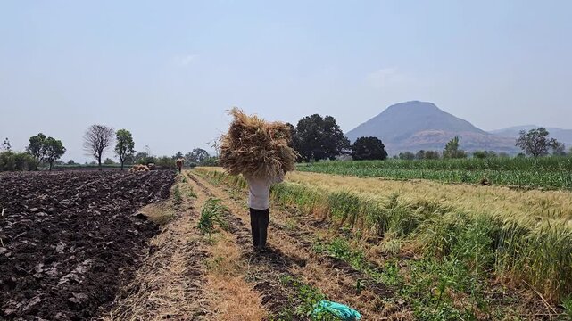 A sunny day in rural India, a farmer walks through a golden field, expertly balancing a massive bundle of harvested wheat on their head, transported for threshing in a traditional agricultural scene.