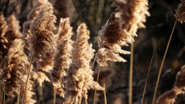 Golden-hour sunlight illuminates soft, fluffy common reeds gently swaying in the wind. This 42-second nature clip captures the peaceful movement and warm tones of a serene wetland or meadow.