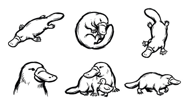 Set of six black ink platypus illustrations showing the unique mammal in various poses like swimming, sleeping, and with its baby, drawn in a simple sketch style