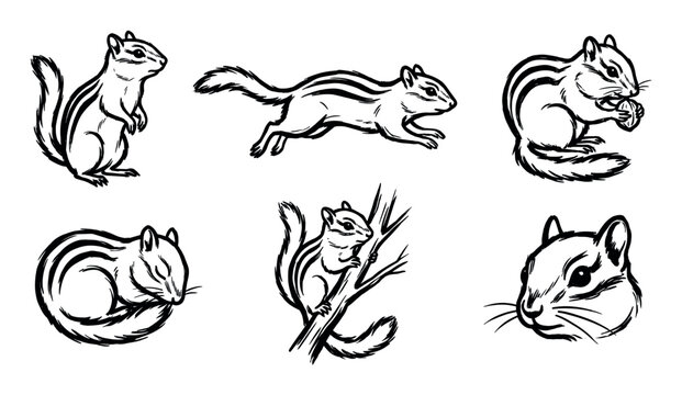 Collection of six black ink chipmunk illustrations showing various poses like running, eating a nut, and sleeping in a graphic hand-drawn sketch style