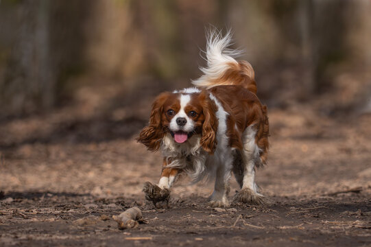 Happy Cavalier King Charles Spaniel Running and Playing in the Muddy Park