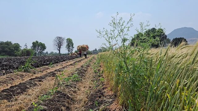 A rural field with rows of crops. On the right, golden wheat stalks sway. A person in the distance carries a large bundle of hay. Lush green trees and a mountain peak are visible under a clear sky.
