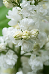 Fototapeta premium amazing beautiful terry soft white lilac flowers blooming. extreme macro background . spring season