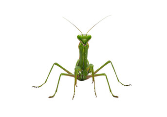 Green Praying Mantis Portrait Macro Photography