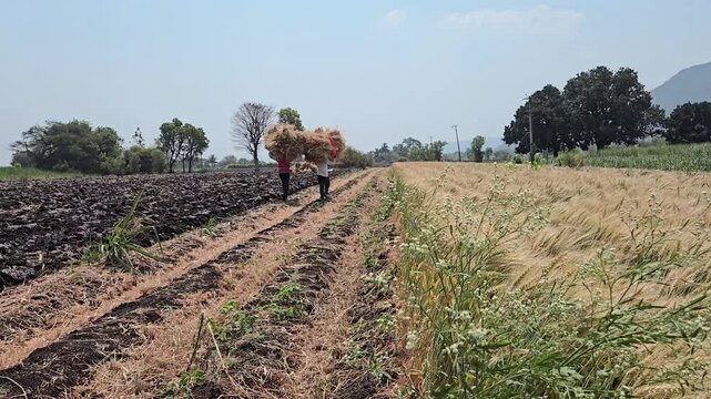 Two farmers walks through a rural agricultural field in India, carrying a large bundle of mature, harvested wheat on their head, transporting it for threshing at a machine nearby. No similar video.