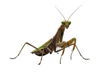 Macro Shot of a Praying Mantis in Natural Light