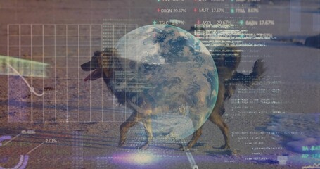 Walking medium-sized dog pacing wet sand near shallow waterline, showing globe, grid, charts, code