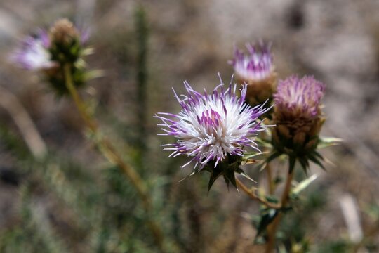 Blooming plant Centaurea iberica (Iberian star thistle, Iberian knapweed, Spanish centaury thistle), met in  Pamir Mountains  in Tajikistan National Park, Gorno-Badakhshan, Tajikistan