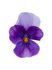 Obraz premium Purple pansy flower on a customizable transparent background. Spring fragrance and blooms. 