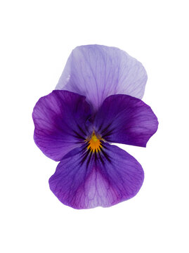 Purple pansy flower on a customizable transparent background. Spring fragrance and blooms. 