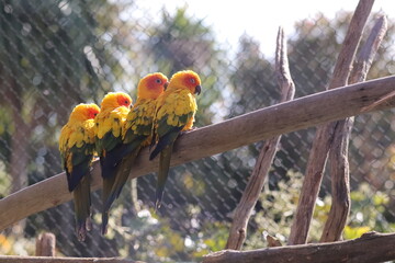 Sun conure parrots perched together on branch in zoo aviary © Nicolas