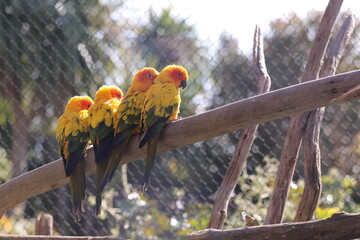 Sun conure parrots perched together on branch in zoo aviary © Nicolas