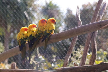 Sun conure parrots perched together on branch in zoo aviary © Nicolas