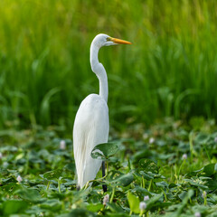 Fototapeta premium The great egret, Ardea alba belongs to the heron family. Here searching for food in the Amazon rainforest in Brazil.