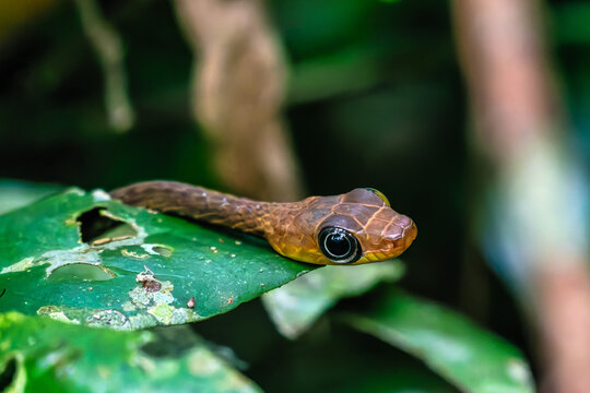 Striped Bronzeback Snake, Dendrelaphis caudolineatus, aka Grey Bronzeback on a Branch in the Amazon rainforest in Brazil.