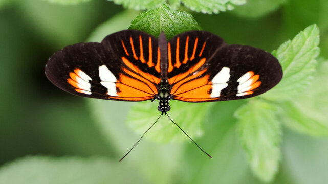 Orange longwing butterfly on green leaf