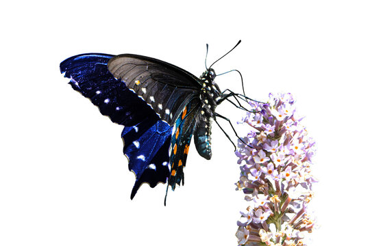 Pipevine Swallowtail Butterfly (Battus philenor) Photo, Feeding on a Butterfly Bush (Buddleja davidii) Bloom, on a Transparent Isolated PNG Background